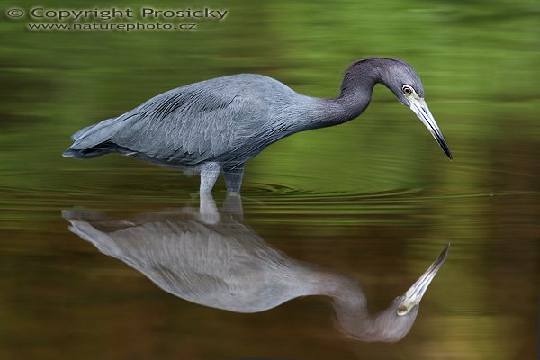 Volavka modrošedá (Egretta caerulea), Volavka modrošedá (Egretta caerulea), Little Blue Heron, Autor: Ondřej Prosický, Model: Canon EOS 20D, Objektiv Canon EF 400mm f/5.6 L USM, stativ Gitzo 1227 + 1377M, Clona: 5.60, Doba expozice: 1/200 s, ISO: 100, Kompenzace expozice: -1/3 EV , Blesk: Ano (externí Sigma EF-500 Dg Super, -2,3 EV), Vytvořeno: 16. prosince 2005 10:19:00, delta řeky Rio Baru u Dominical (Kostarika) 