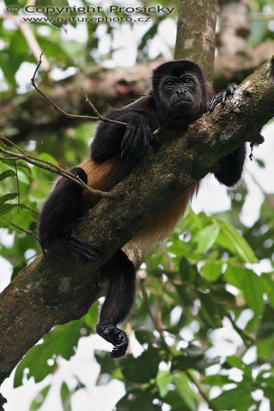 Vřešťan pláštikový (Alouatta palliata), Vřešťan pláštikový (Alouatta palliata), Mantled Howler Monkey, Autor: Ondřej Prosický, Model: Canon EOS 20D, Objektiv Canon EF 400mm f/5.6 L USM, stativ Gitzo 1227 + 1377M, Clona: 5.60, Doba expozice: 1/200 s, ISO: 200, Kompenzace expozice: 0, Blesk: Ano (externí Sigma EF-500 DG Souper, -2/3 EV), Vytvořeno: 17. prosince 2005 15:25:58, NP Manuel Antonio (Kostarika) 