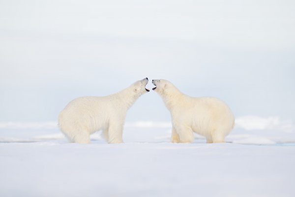 Polar Bear (Ursus maritimus) medvěd lední, Sjuøyane, Svalbard, Norway