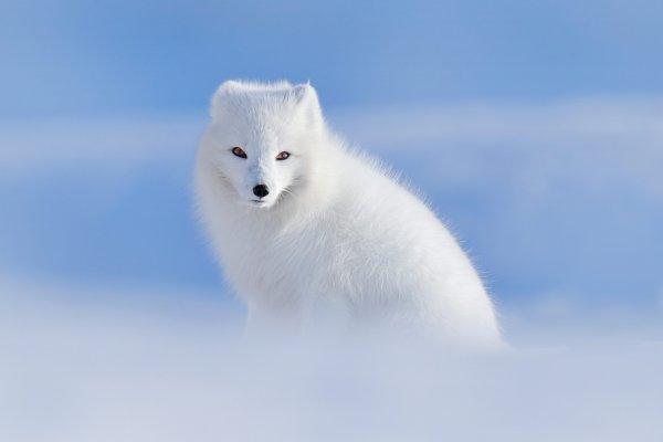 Arctic Fox (Vulpes lagopus) liška polární, Svalbard, Norway