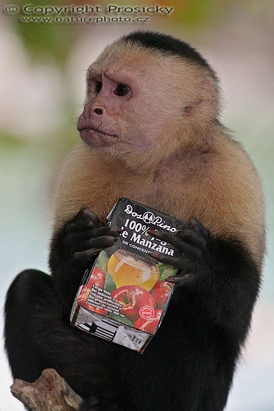 Malpa kapucínská (Cebus capucinus), s ukradenou limonádou, Malpa kapucínská (Cebus capucinus), White-throated Capuchin, Autor: Ondřej Prosický, Model: Canon EOS 20D, Objektiv Canon EF 400mm f/5.6 L USM, stativ Gitzo 1227 + 1377M, Režim měření expozice: Vzorek, Clona: 6.30, Doba expozice: 1/250 s, ISO: 400, Kompenzace expozice: 0, Blesk: Ne, Vytvořeno: 18. prosince 2005 15:10:29, NP Manuel Antonio (Kostarika) 
