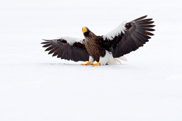 Steller's sea eagle (Haliaeetus pelagicus) orel východní, Nemuro, Hokkaidó, Japan