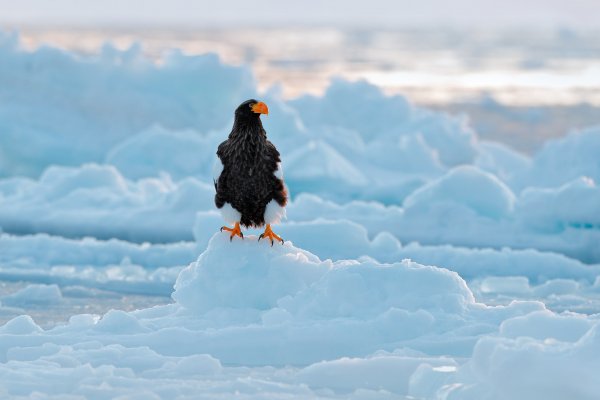 Steller's sea eagle (Haliaeetus pelagicus) orel východní, Rausu, Hokkaidó, Japan