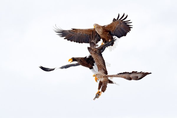 Steller's sea eagle (Haliaeetus pelagicus) orel východní, Nemuro, Hokkaidó, Japan