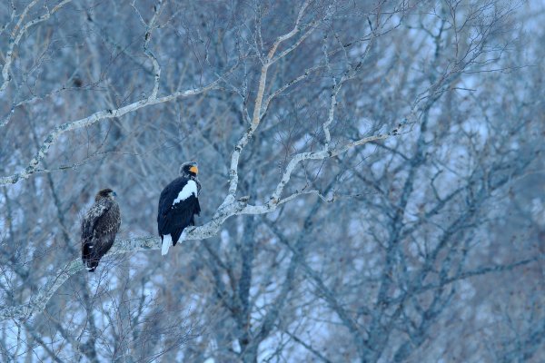 Steller's sea eagle (Haliaeetus pelagicus) orel východní, Rausu, Hokkaidó, Japan