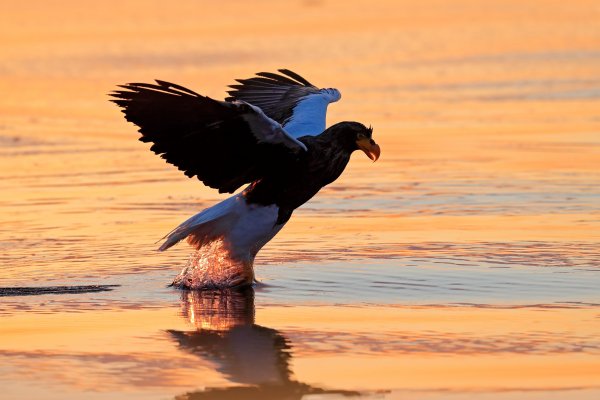 Steller's sea eagle (Haliaeetus pelagicus) orel východní, Rausu, Hokkaidó, Japan