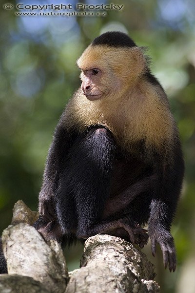 Malpa kapucínská (Cebus capucinus), Malpa kapucínská (Cebus capucinus), White-throated Capuchin, Autor: Ondrej Prosicky, Model: Canon EOS 20D, Objektiv Canon EF 400mm f/5.6 L USM, stativ Gitzo 1227 + 1377M, Režim měření expozice: Vzorek, Clona: 6.30, Doba expozice: 1/250 s, ISO: 400, Kompenzace expozice: 0, Blesk: Ne, Vytvořeno: 18. prosince 2005 14:10:29, NP Manuel Antonio (Kostarika) 

