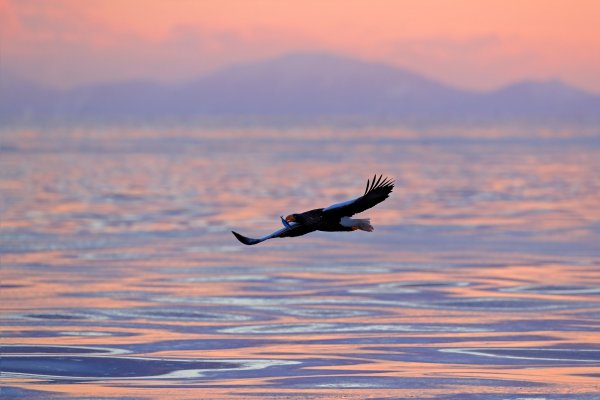 Steller's sea eagle (Haliaeetus pelagicus) orel východní, Rausu, Hokkaidó, Japan