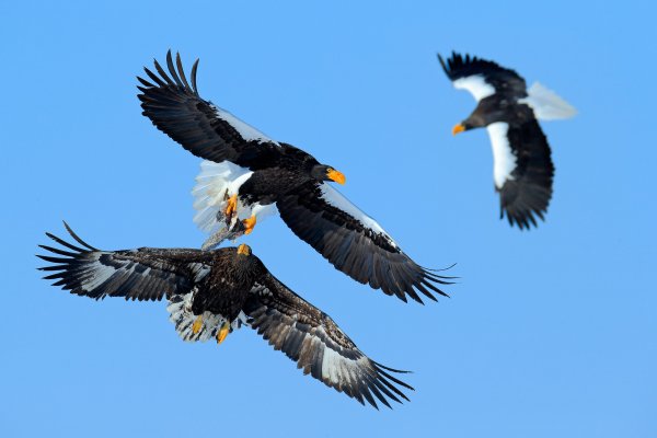 Steller's sea eagle (Haliaeetus pelagicus) orel východní, Nemuro, Hokkaidó, Japan