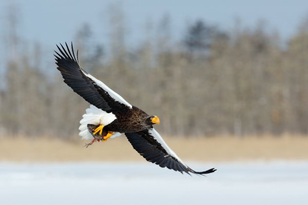 Steller's sea eagle (Haliaeetus pelagicus) orel východní, Nemuro, Hokkaidó, Japan