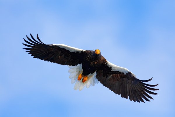 Steller's sea eagle (Haliaeetus pelagicus) orel východní, Rausu, Hokkaidó, Japan