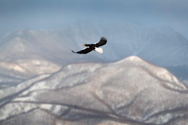 Steller's sea eagle (Haliaeetus pelagicus) orel východní, Rausu, Hokkaidó, Japan