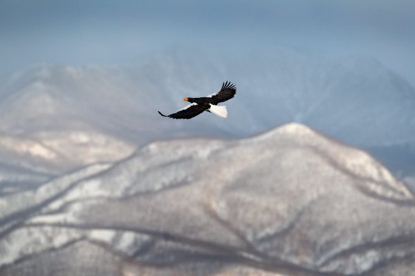 Steller's sea eagle (Haliaeetus pelagicus) orel východní, Rausu, Hokkaidó, Japan