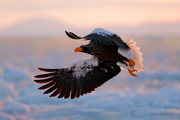 Steller's sea eagle (Haliaeetus pelagicus) orel východní, Rausu, Hokkaidó, Japan