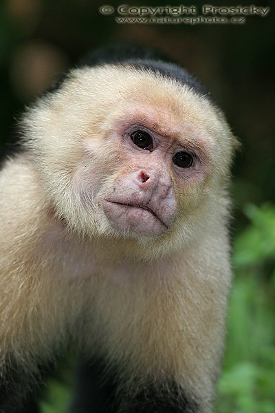 Malpa kapucínská (Cebus capucinus), Malpa kapucínská (Cebus capucinus), White-throated Capuchin, Autor: Ondřej Prosický, Model: Canon EOS 20D, Objektiv: Canon EF 400mm f/5.6 L USM, stativ Gitzo 1227 + 1377M, Clona: 5.60, Doba expozice: 1/200 s, ISO: 400, Kompenzace expozice: 0, Blesk: Ano (externí Sigma EF-500 DG Super, -2/3 EV), Vytvořeno: 17. prosince 2005 14:19:02, NP Manuel Antonio (Kostarika) 
