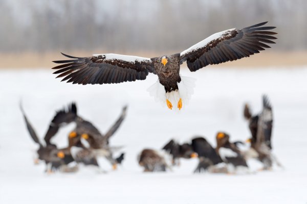 Steller's sea eagle (Haliaeetus pelagicus) orel východní, Nemuro, Hokkaidó, Japan