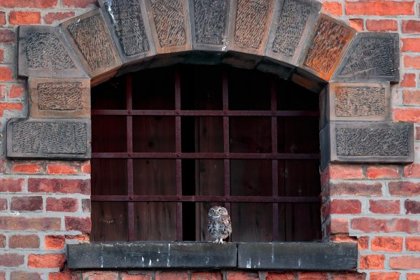 Little Owl (Athene noctua) sýček obecný, Litoměřicko, Czech Republic