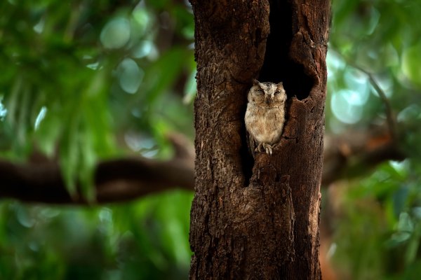 Indian Scops-owl  (Otus bakkamoena) výreček indický, Ranthambore National Park, Indie