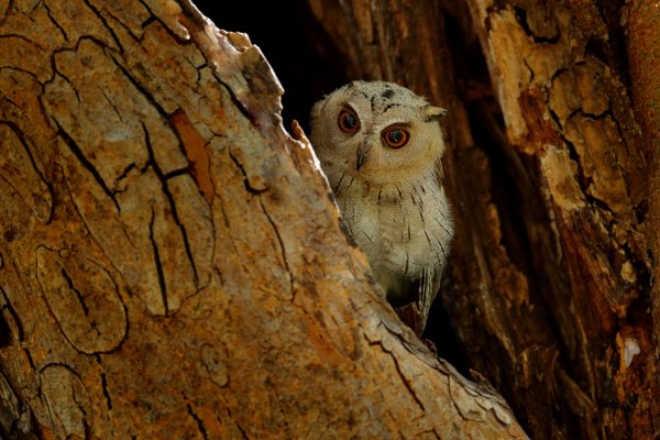 Indian Scops-owl  (Otus bakkamoena) výreček indický, Ranthambore National Park, Indie