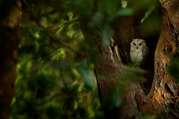 Indian Scops-owl (Otus bakkamoena) výreček indický, Ranthambore National Park, Indie