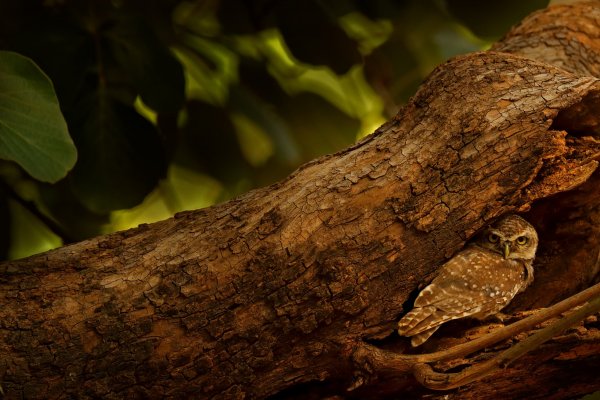 Spotted Owlet (Athene brama) Sýček brahmínský, Ranthambore National Park, India, sýček, owl, sova, pták, bird, India, Ranthambore, Asia, Indie