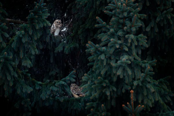 Short-eared Owl (Asio flammeus sanfordi) kalous pustovka, Slaný, Czech Republic