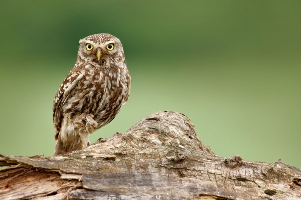 Little Owl (Athene noctua) sýček obecný, Kiskunsági NP, Hungary