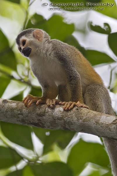 Kotul rudohřbetý (Saimiri oerstedii), Kotul rudohřbetý (Saimiri oerstedii), Squirrel Monkey, Autor: Ondřej Prosický, Model aparátu: Canon EOS 20D, Objektiv Canon EF 400mm f/5.6 L USM, stativ Gitzo 1227 + 1377M, Režim měření expozice: Vzorek, Clona: 5.60, Doba expozice: 1/200 s, ISO: 200, Kompenzace expozice: 0, Blesk: Ano (externí Sigma EF-500 DG Super, -2/3 EV), Vytvořeno: 17. prosince 2005 11:02:31, NP Manuel Antonio (Kostarika) 
