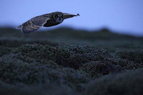Short-eared Owl (Asio flammeus sanfordi) kalous pustovka, Sea Lion Island, Falkland Islands
