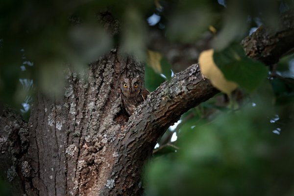 Scops Owl (Otus scops) výreček malý, Madzharovo, Eastern Rhodopes, Bulgaria