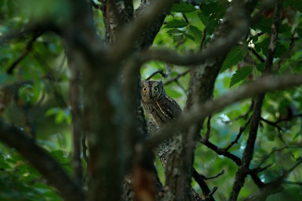 Scops Owl (Otus scops) výreček malý, Madzharovo, Eastern Rhodopes, Bulgaria