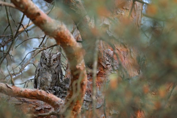 Scops Owl (Otus scops) výreček malý, Madzharovo, Eastern Rhodopes, Bulgaria