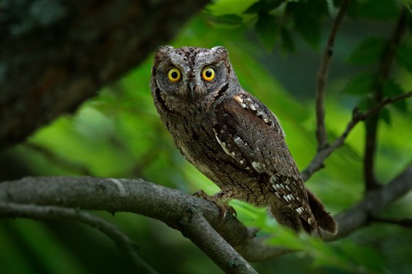 Scops Owl (Otus scops) výreček malý, Madzharovo, Eastern Rhodopes, Bulgaria