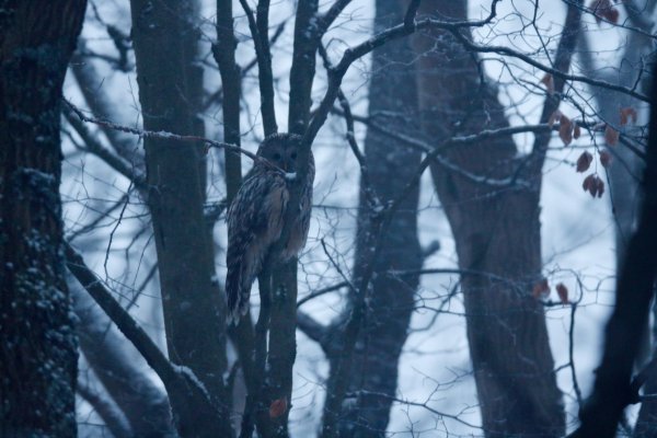 Ural owl (Strix uralensis) Puštík bělavý, Boletice, CHKO Šumava, Czech Republic