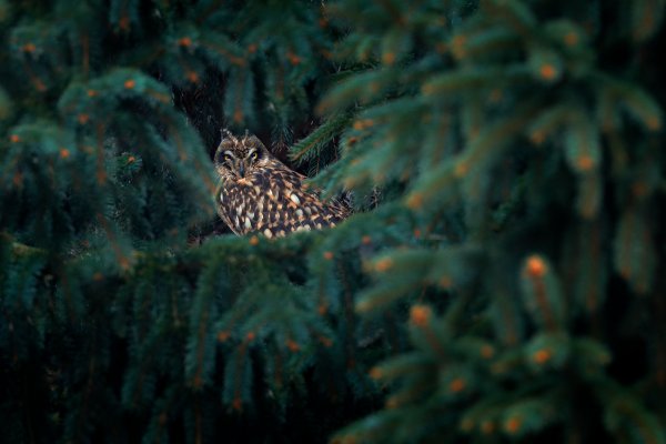Short-eared Owl (Asio flammeus sanfordi) kalous pustovka, Slaný, Czech Republic