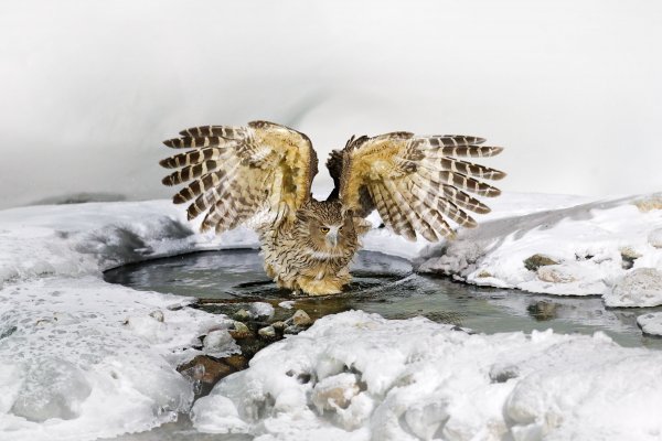 Blakiston's fish owl (Bubo blakistoni) výr Blakistonův, Rausu, Hokkaidó, Japan