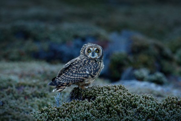 Short-eared Owl (Asio flammeus sanfordi) kalous pustovka, Sea Lion Island, Falkland Islands