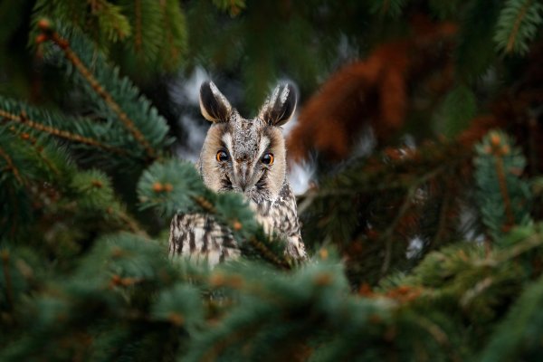 Long-eared owl (Asio otus) kalous ušatý, Kyjov, Czech Republic