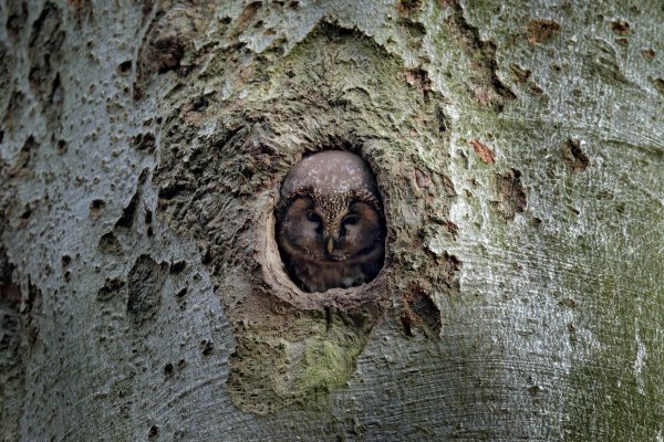 Boreal owl (Aegolius funereus) sýc rousný, CHKO Brdy, Czech Republic