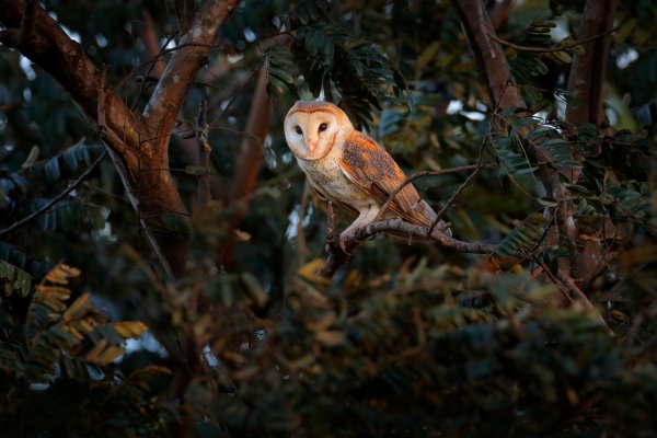 Barn owl (Tyto alba) sova pálená, Orotina, Costa Rica