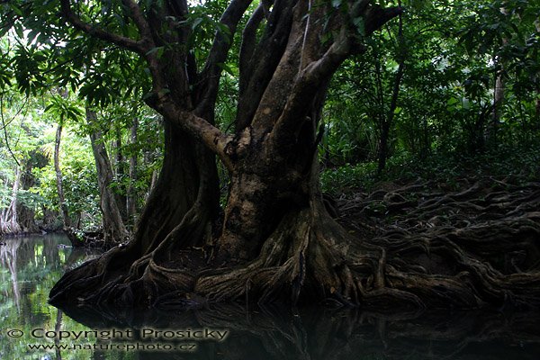 Mohutné kořeny stromů, Plavba po Indian River na severu ostrova Dominika, Malé Antily
