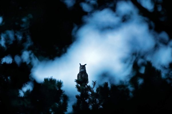 Eurasian Eagle owl (Bubo bubo) výr velký, Kladensko, Czech Republic