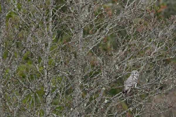 Great grey owl (Strix nebulosa), puštík vousatý, Bergslagen, Sweden