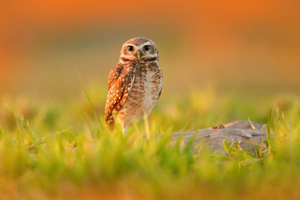 Burrowing Owl (Athene cunicularia) sýček králičí, , Barranco Alto, Pantanal, Brazil