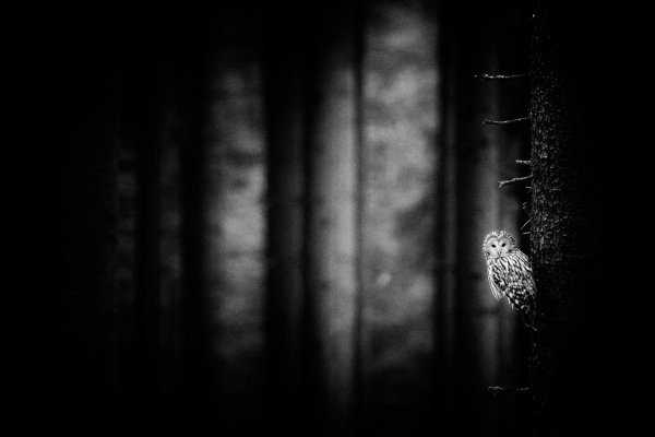 Ural owl (Strix uralensis) Puštík bělavý, Prachaticko, NP Šumava, Czech Republic