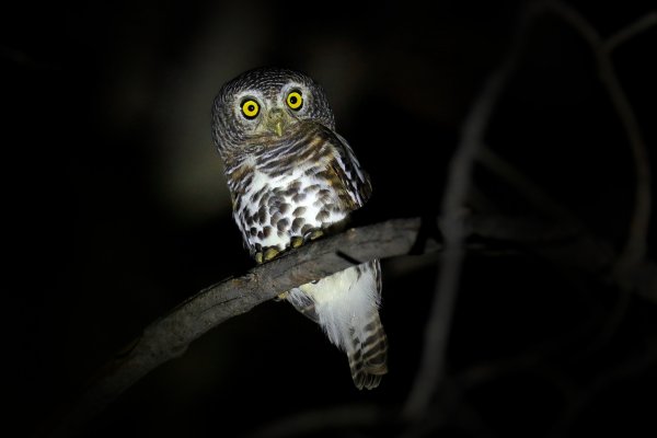 African barred owlet (Glaucidium capense) kulíšek africký, Moremi Game Reserve, Okavango, Botswana