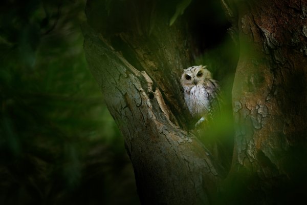 Indian Scops-owl  (Otus bakkamoena) výreček indický, Ranthambore National Park, Indie