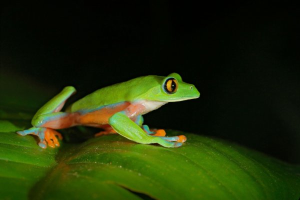 Golden-eyed Tree Frog (Agalychnis annae) listovnice zlatooká, Heredia, Costa Rica