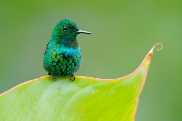 Green Thorntail (Discosura conversii) kolibřík ploskoocasý, La Paz Waterfall Garden, Costa Rica