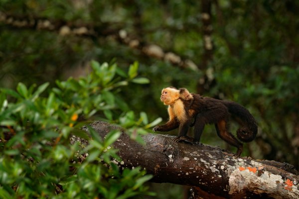 White-headed Capuchin (Cebus capucinus) malpa kapucínská, Puerto Viejo, Costa Rica